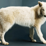 dire wolf