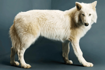 dire wolf