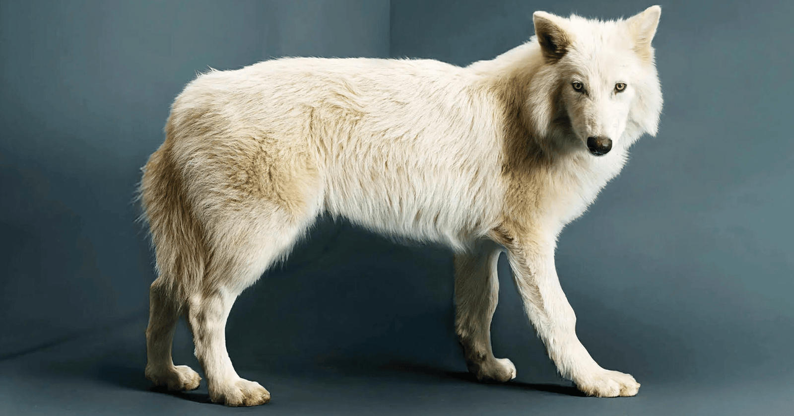 dire wolf